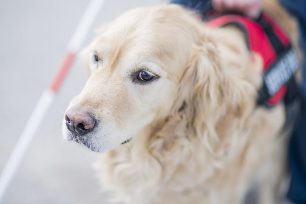 Service Dogs: How Can These Furry Companions Help?